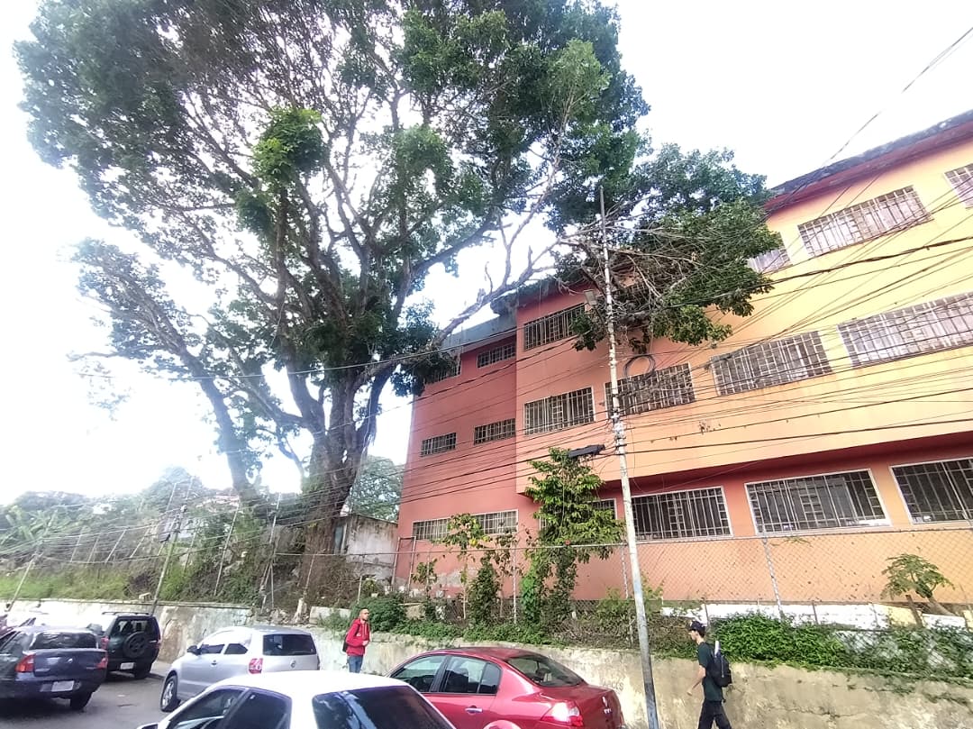 Piden podar árbol en la calle Ribas