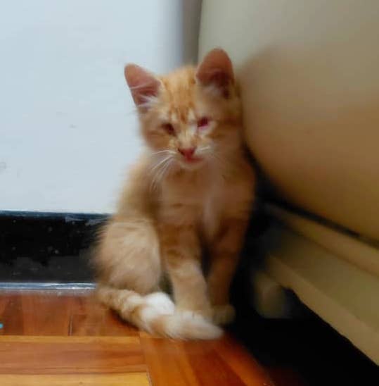 Rescatan un gato sin ojos