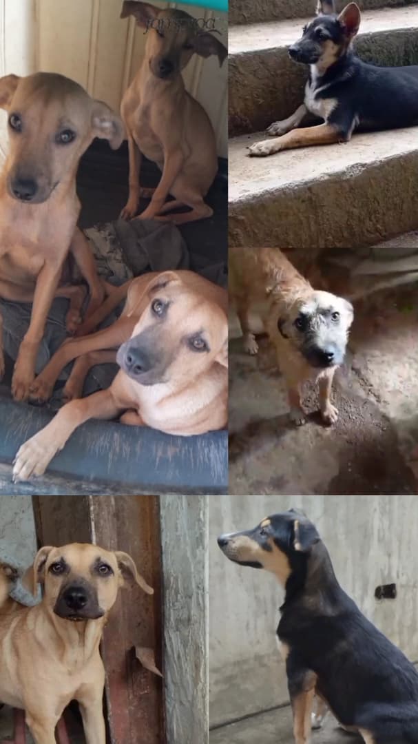 Siete cachorras necesitan ser esterilizadas