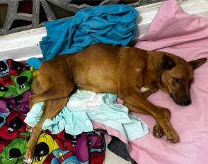 WhatsApp Image 2025-11-13 at 7.28.48 PM