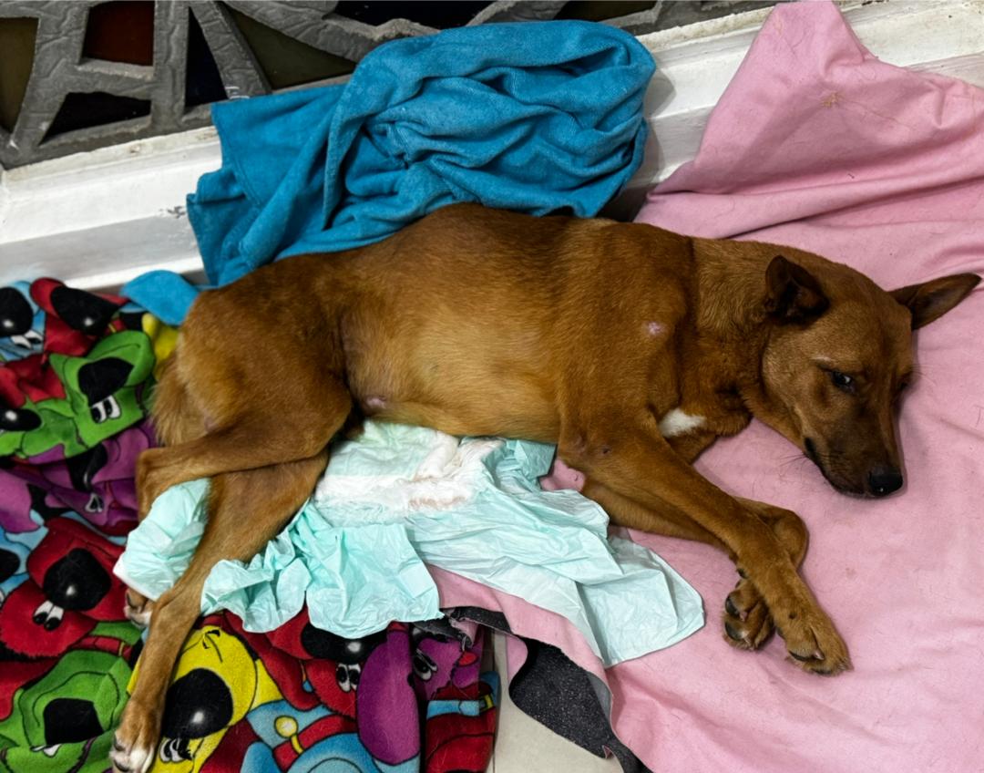 El perrito Francisco lucha por volver a caminar