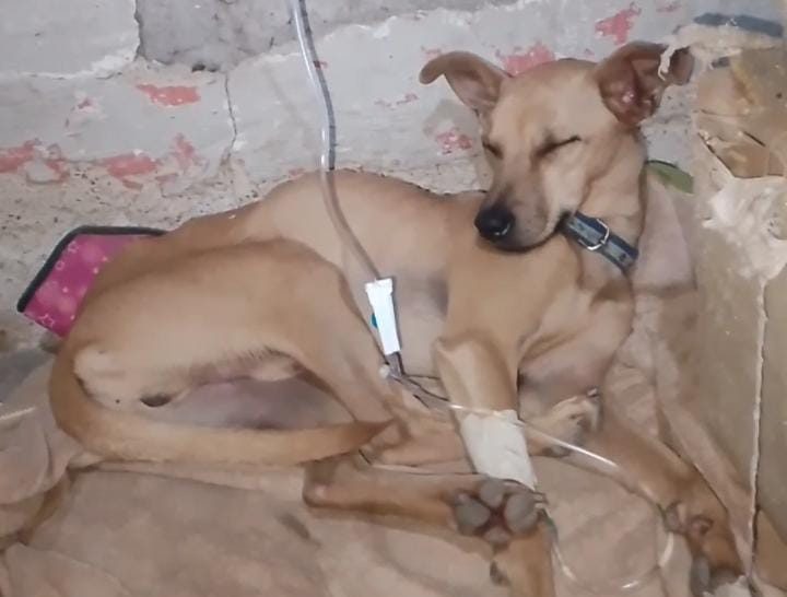 30 perros corren el riesgo de contagiarse de moquillo