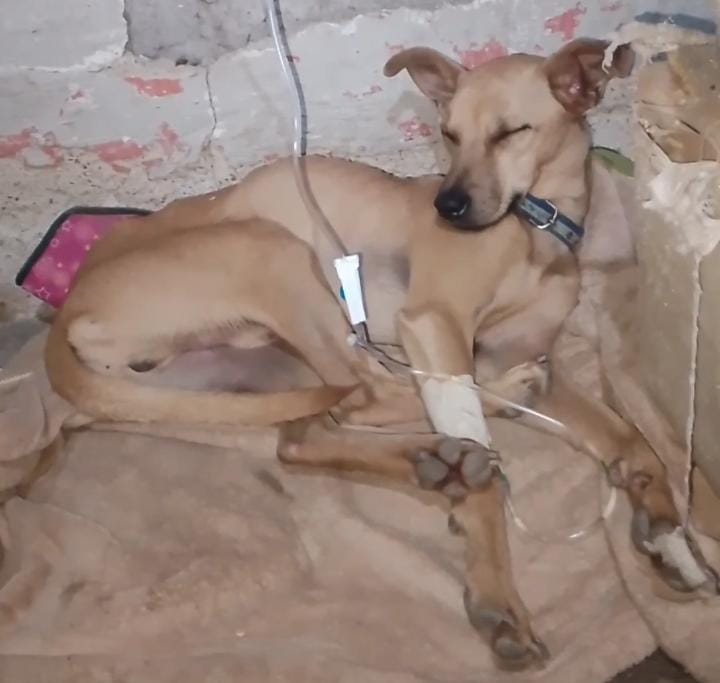 30 perros corren el riesgo de contagiarse de moquillo