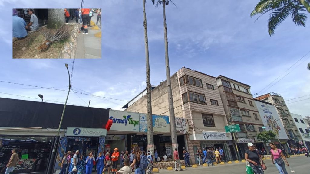 Dos chaguaramos de la Bermúdez están a punto de caerse