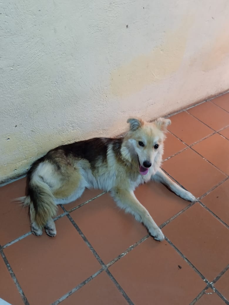  “Chelita” fue rescatada de la calle