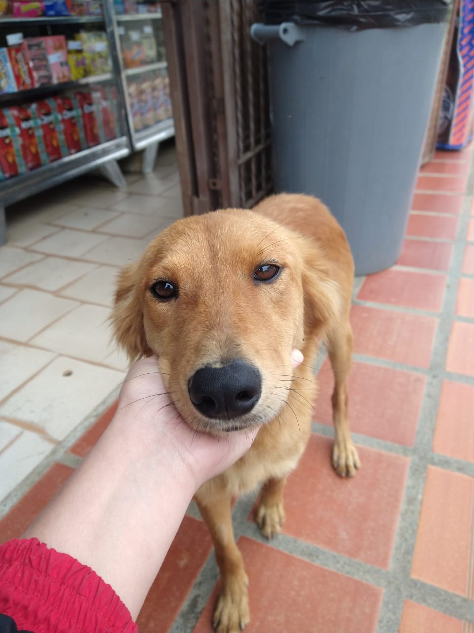 Kiara perdió cuatro cachorros por desnutrición