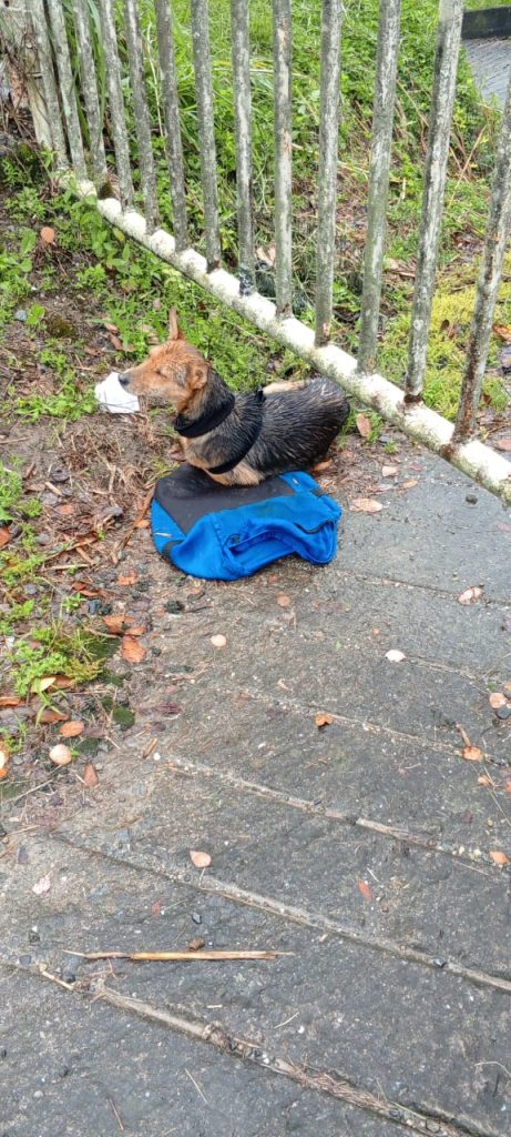 Dejan atada a “Princesa” en Pozo de Rosas