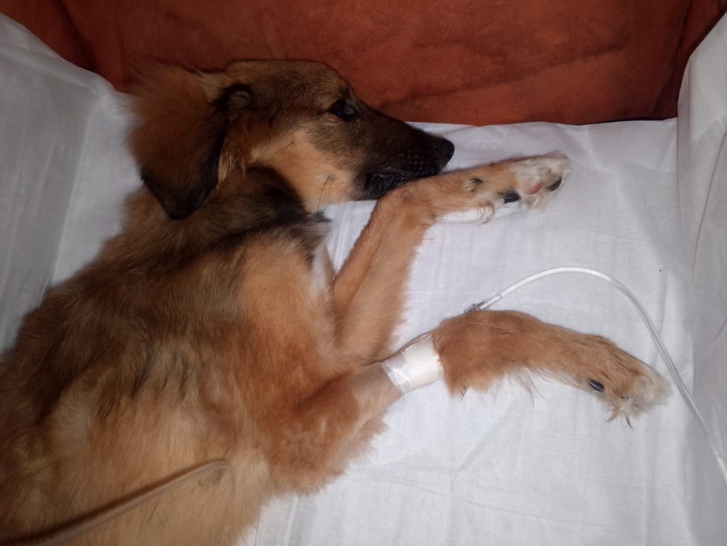 Realizan colecta para una manada contagiada con parvovirus