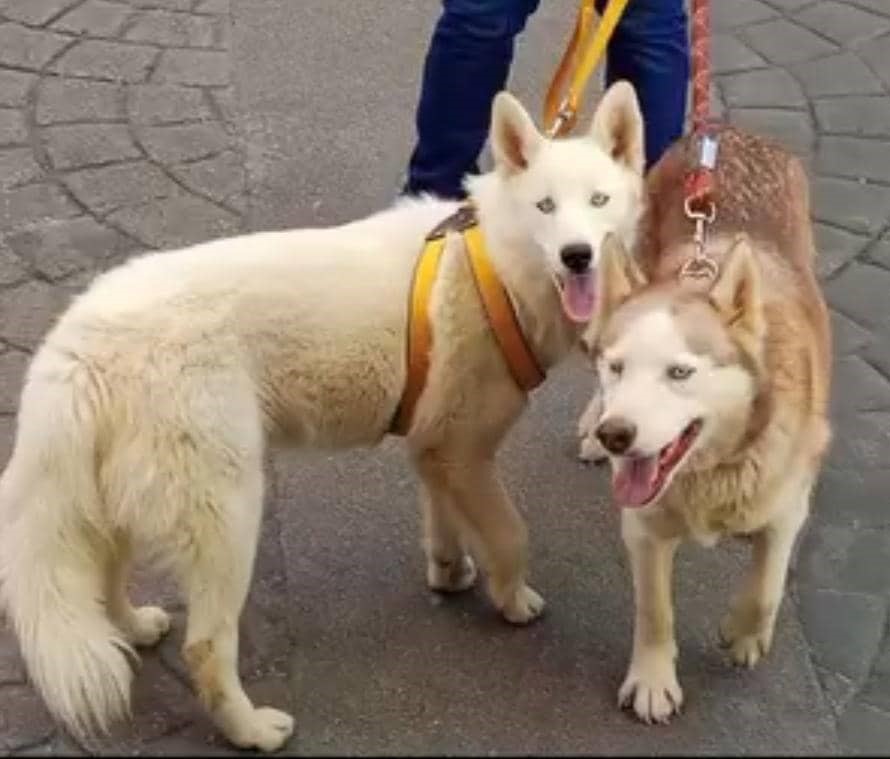 Buscan a Tanya hasta por debajo de las piedras