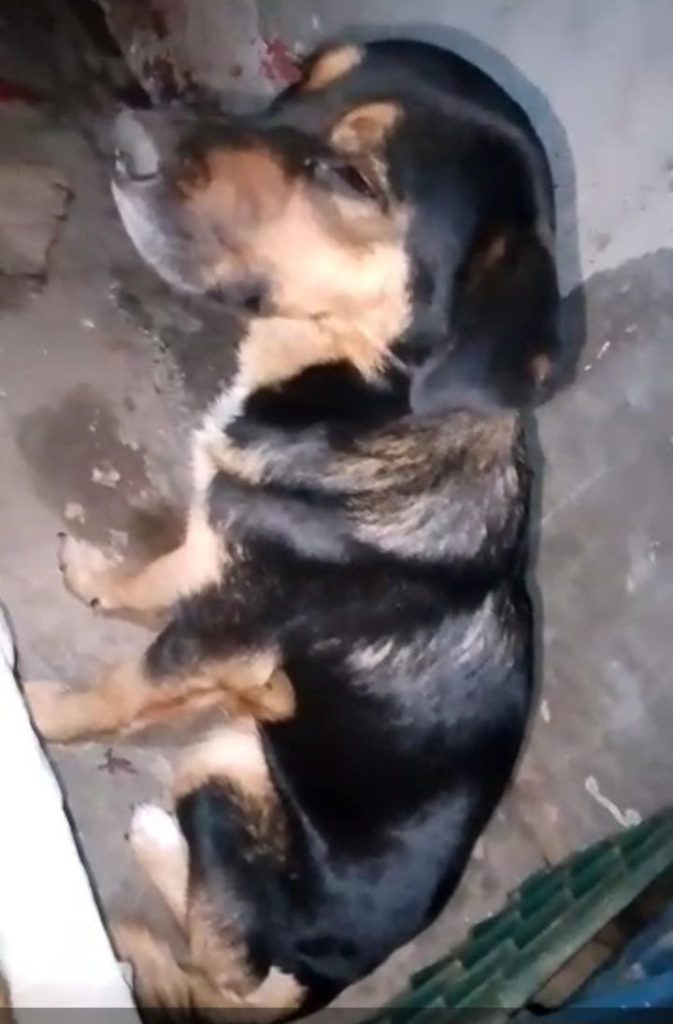 Casos de Distemper canino pican y se extienden