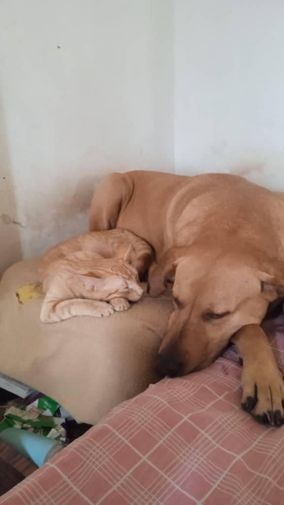 Neyla necesita una operación para seguir dando amor