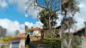 para fotos de la web - 2025-11-14T194220.995