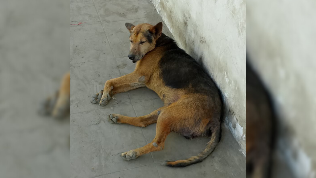 “Bobby” intenta recuperarse de una severa escabiosis