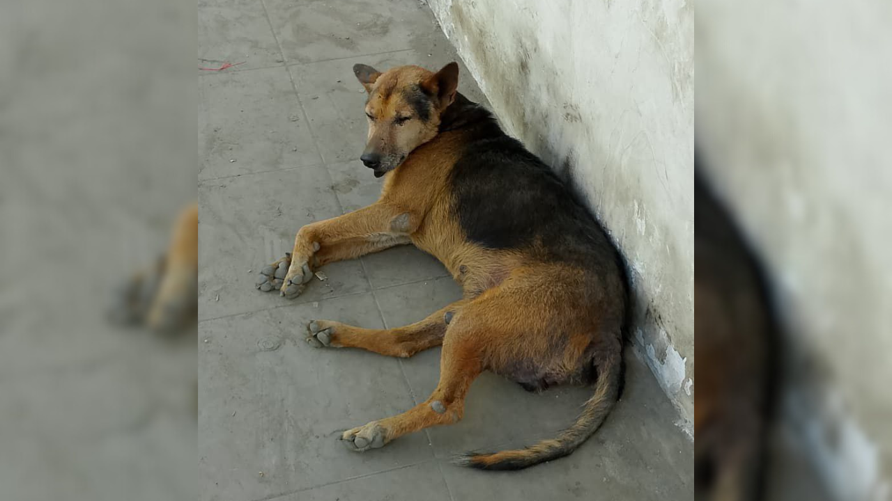 “Bobby” intenta recuperarse de una severa escabiosis