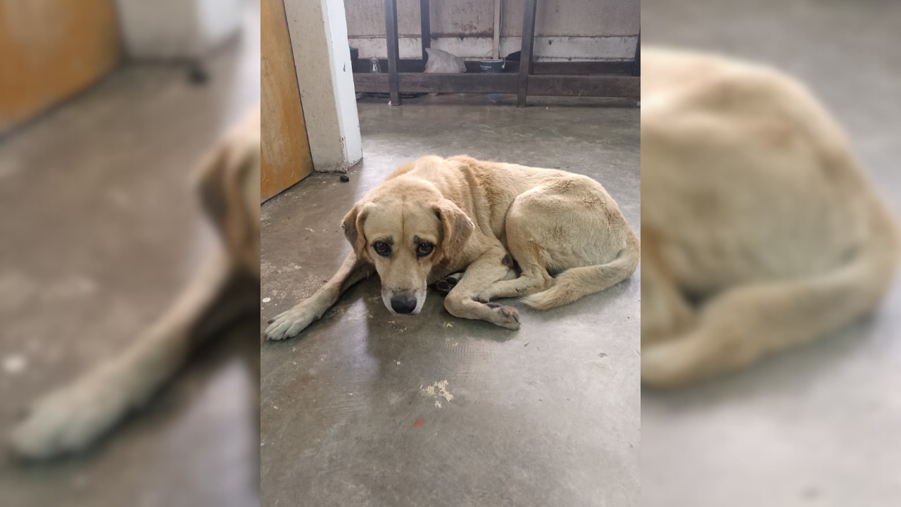 Mujer atropelló a perrito y no cubre gastos médicos