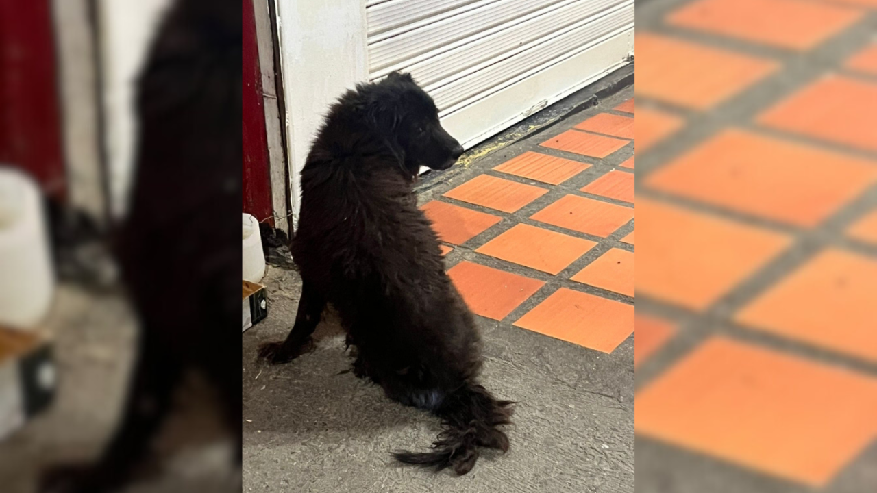 La última ronda del guardián del Mercado Municipal