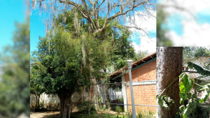 para fotos de la web (84)