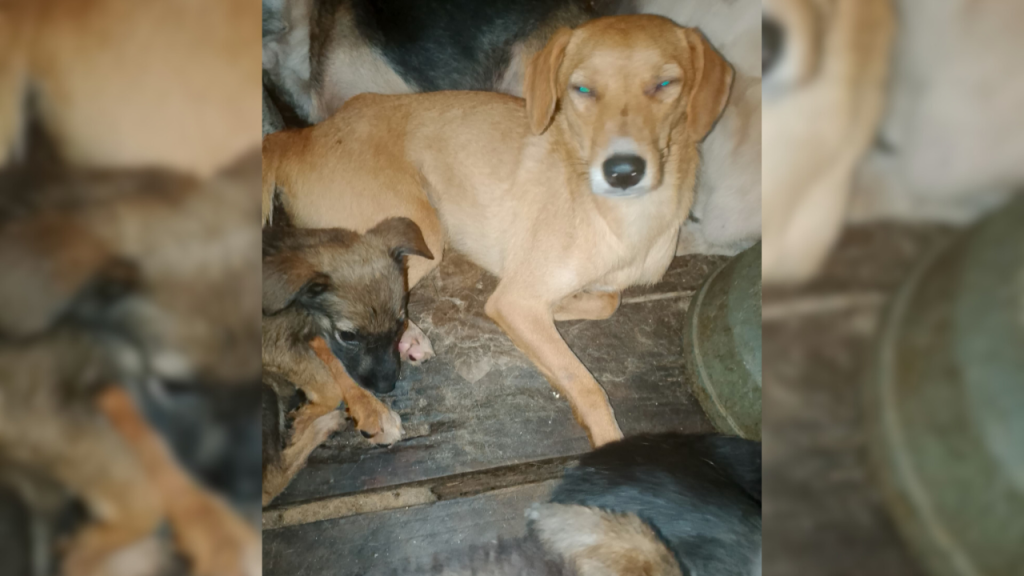 40 perritos también tienen distemper en Santa Eduviges