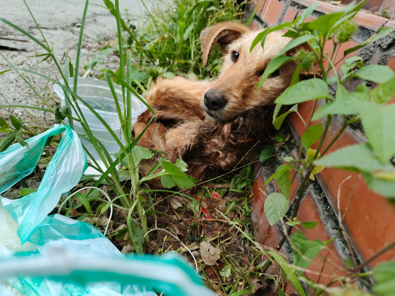 Dos casos de maltrato animal sacuden a los Altos