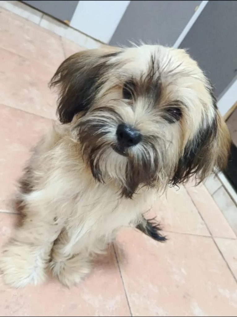 “Zeus pasó diez días en manos de un delincuente”