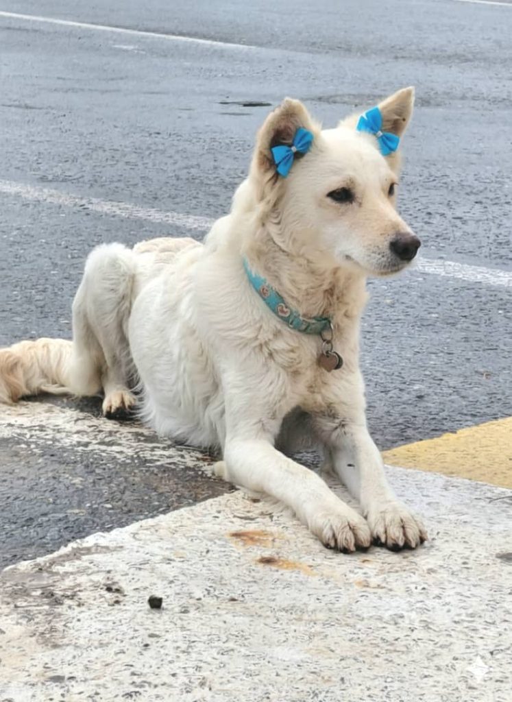 “Lobita” tiene dos años viviendo en las calles
