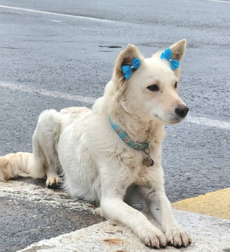 “Lobita” tiene dos años viviendo en las calles