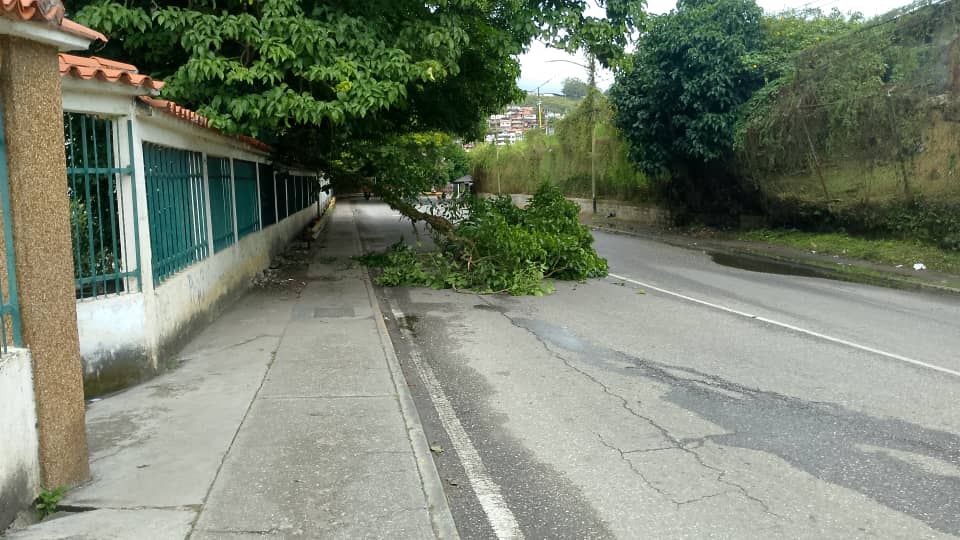 Lluvias tumban rama de un árbol en calle El Liceo