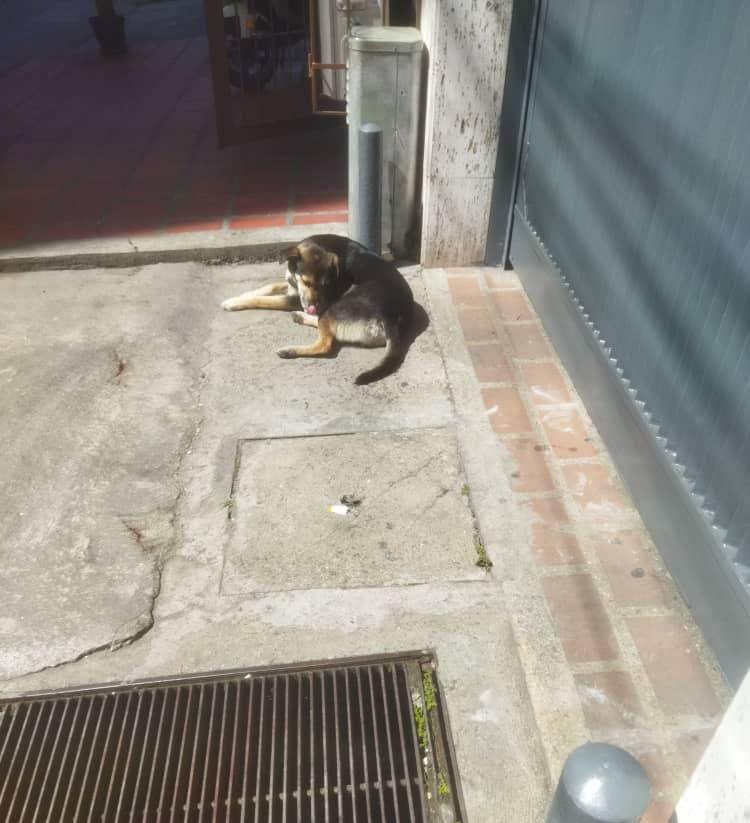 “No soy capaz de hacerle daño a ningún animal”