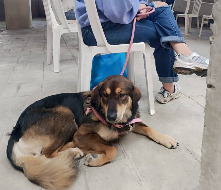 75 mascotas fueron esterilizadas en Los Salias