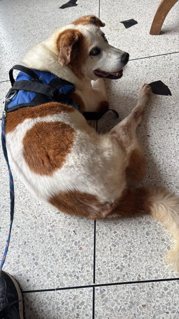 “Andrés” tiene dos protuberancias y no puede caminar