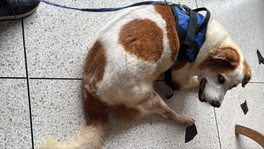 “Andrés” tiene dos protuberancias y no puede caminar