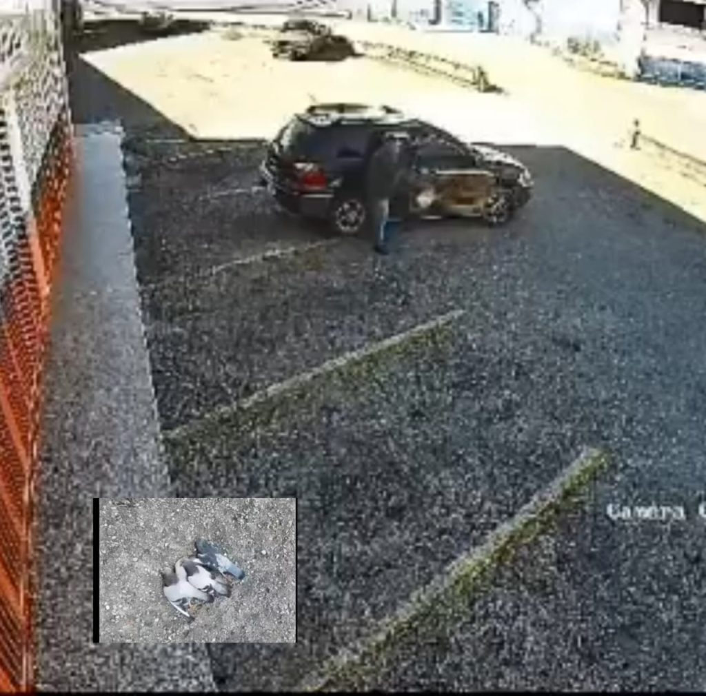 Comerciantes denuncian a hombre por envenenar 40 palomas