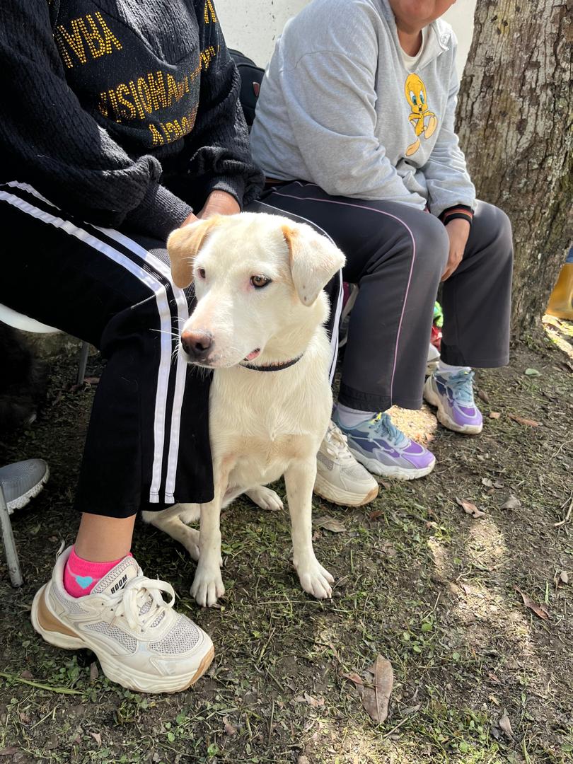Esterilizan gratuitamente a 96 mascotas