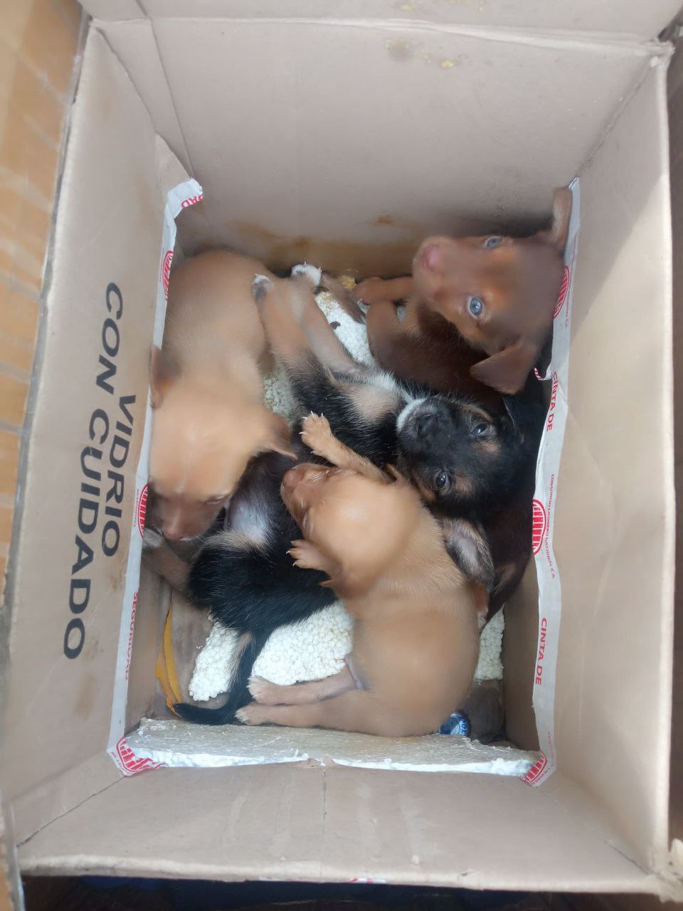 Ocho cachorros fueron abandonados en El Paso
