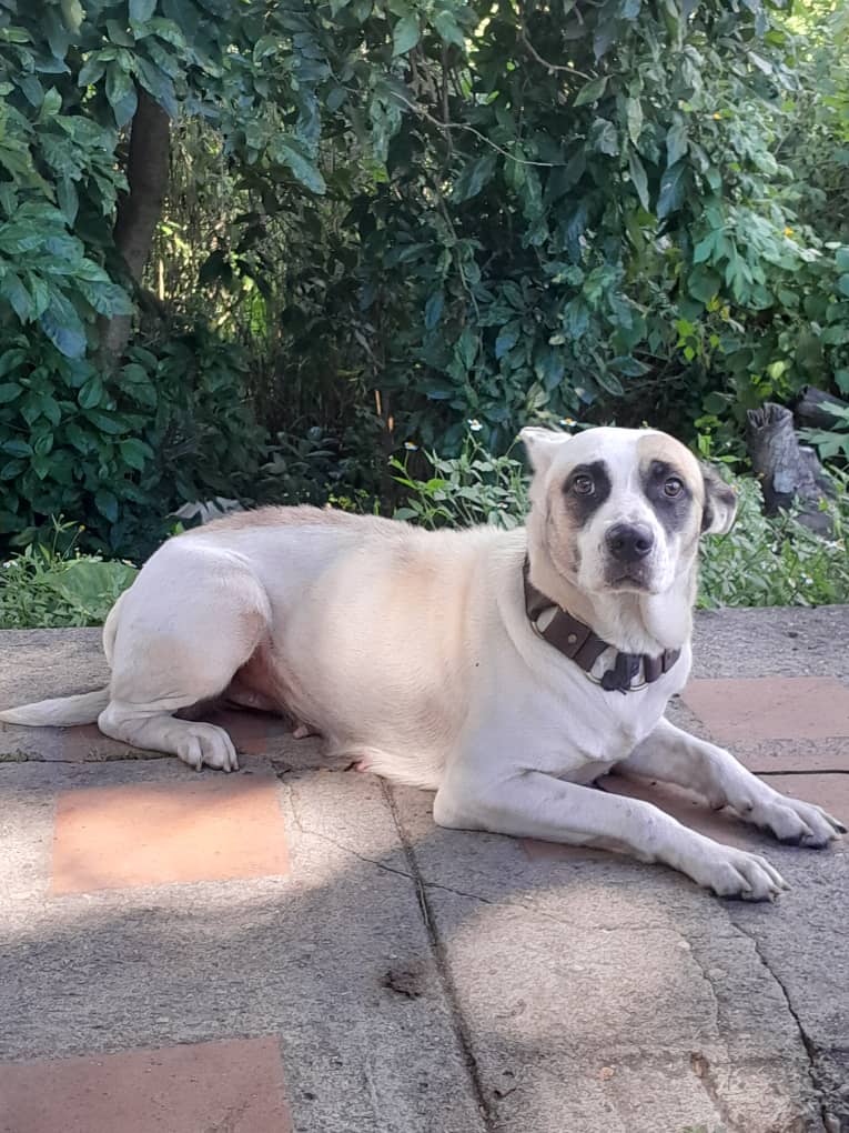 Canina es abandonada en la Víctor Baptista
