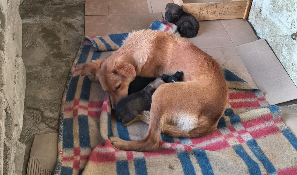 Crece preocupación por incremento de perros abandonados