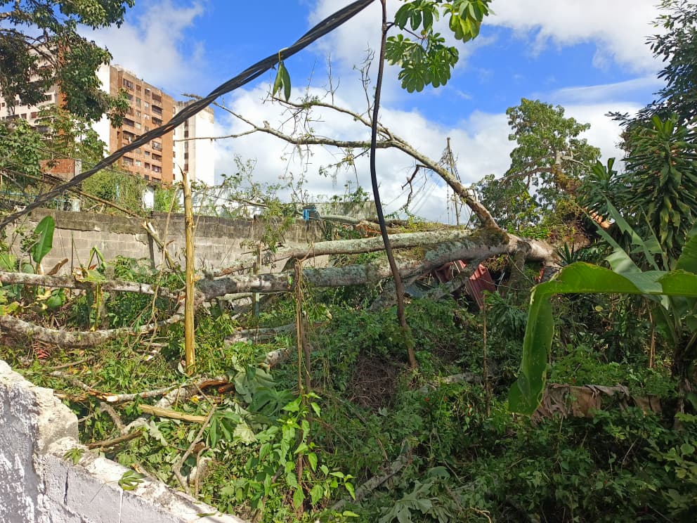 Árbol de gran tamaño se desplomó en el callejón Bernotti