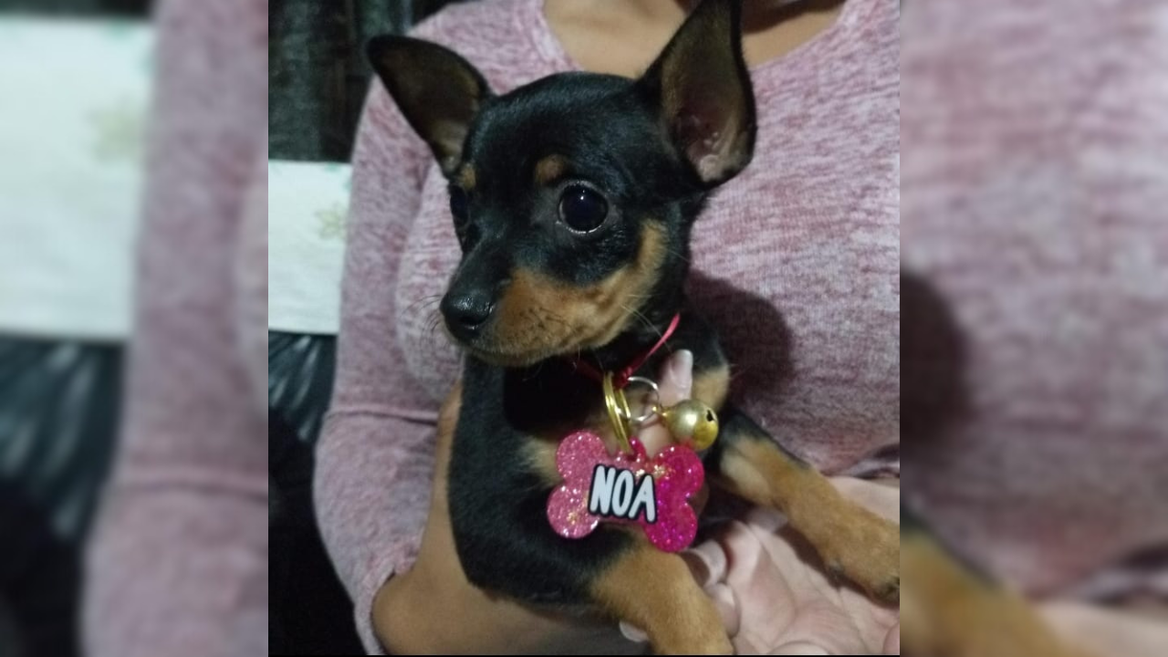 Buscan desesperadamente a Noa