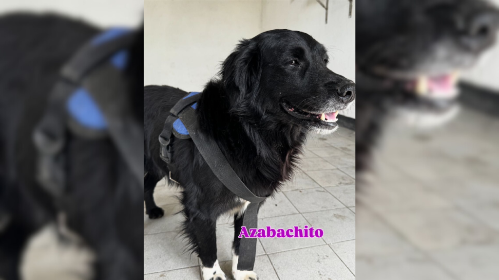 Azabache necesita eliminar la infestación por garrapatas