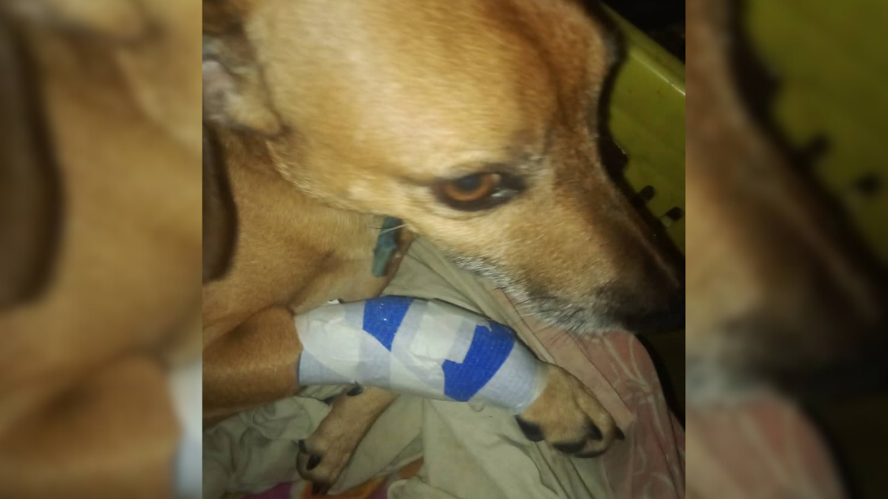 “Brownie podría perder una pata sino se opera”