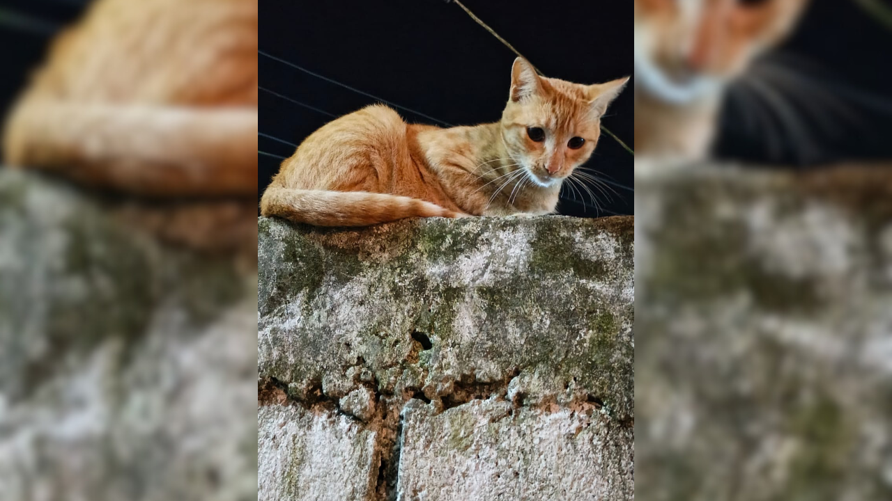 40 gatos serán esterilizados el próximo 28-D