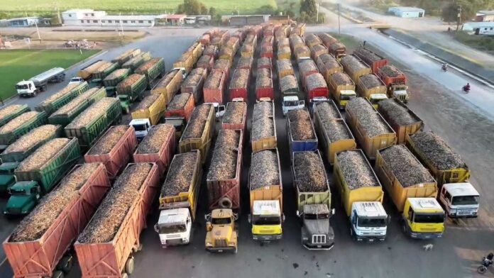 Se registra récord de molienda de caña de azúcar en Portuguesa