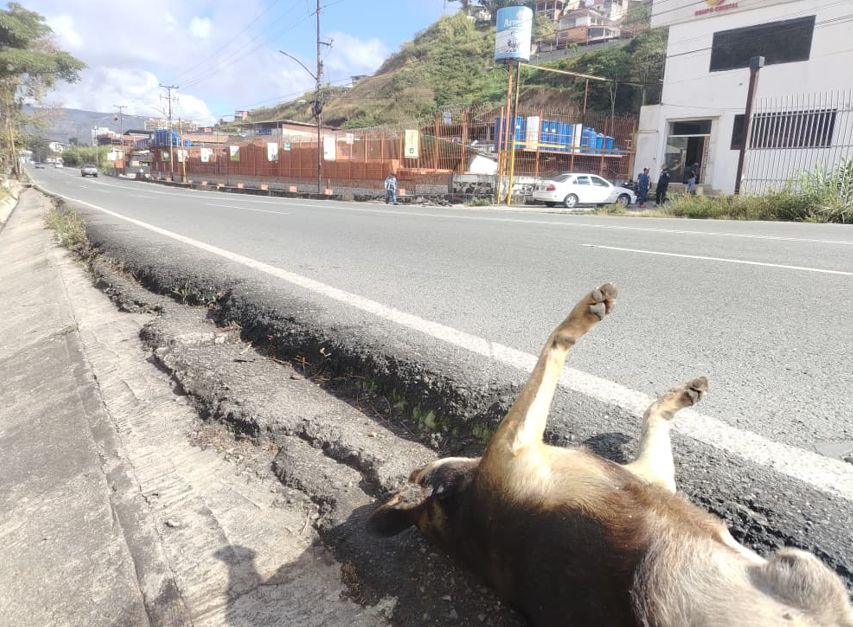 Piden remover a un perro muerto de la Panamericana