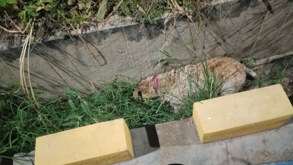 Piden investigar la extraña muerte de la perrita “Niña”