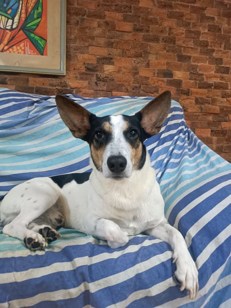 Una segunda oportunidad para Rocco