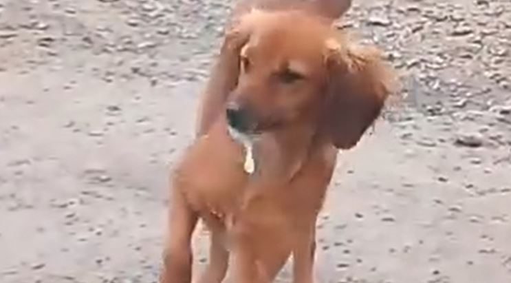 Denuncian ola de envenenamiento de animales en Carrizal