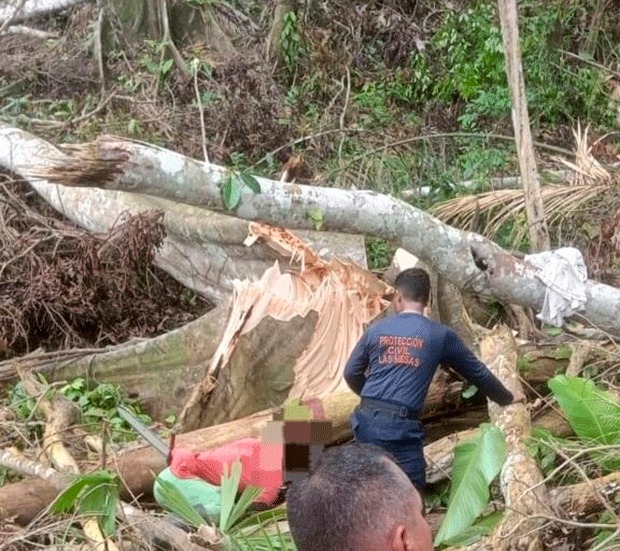 Muere luego de que le cayera una rama encima