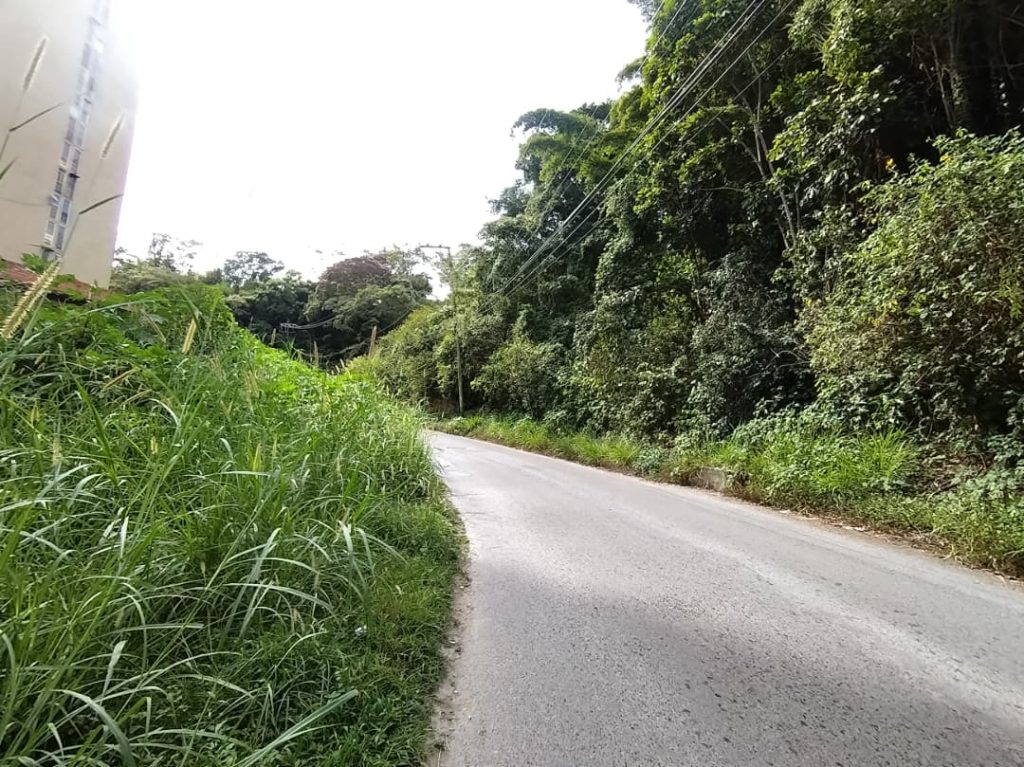 La maleza sigue creciendo en El Trigo