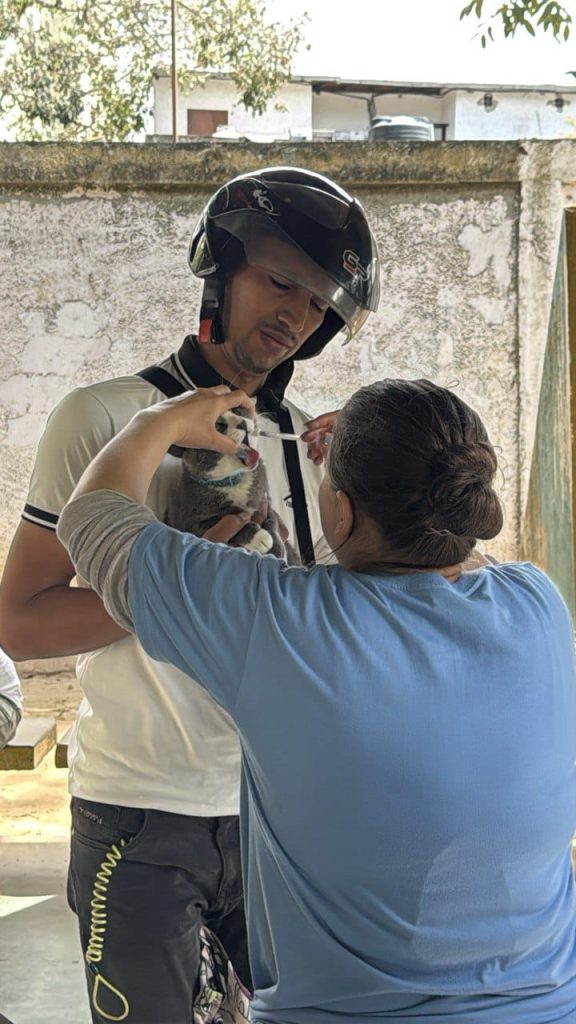Felinos y caninos serán esterilizados en Los Teques 