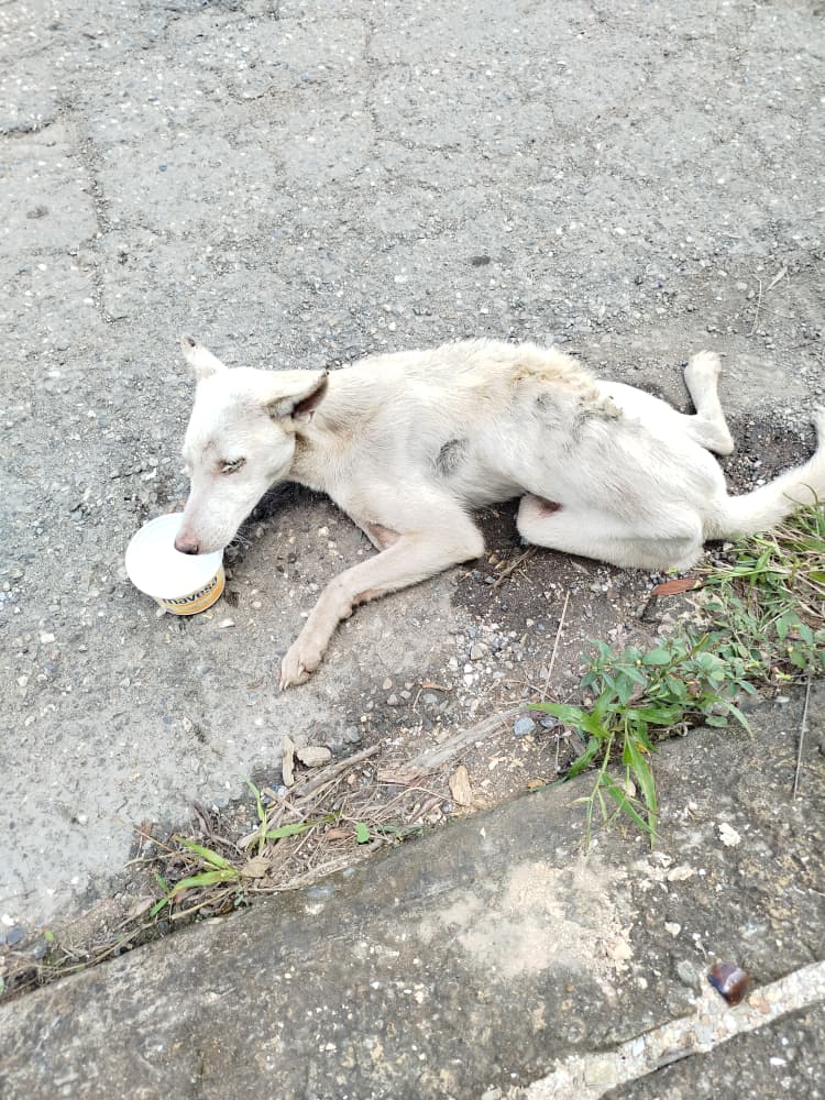 Desnutrido y con moquillo rescataron a un perrito